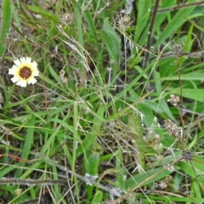 Tolpis barbata (Yellow Hawkweed) at Farrer Ridge - 20 Jan 2015 by galah681