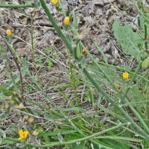 Chondrilla juncea at Farrer Ridge - 20 Jan 2015 09:13 AM