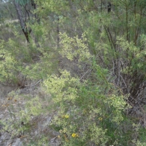 Cassinia quinquefaria at Farrer Ridge - 20 Jan 2015 09:18 AM