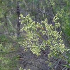 Cassinia quinquefaria at Farrer Ridge - 20 Jan 2015 09:18 AM