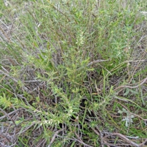 Melichrus urceolatus at Farrer Ridge - 20 Jan 2015