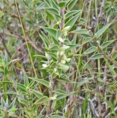 Melichrus urceolatus at Farrer Ridge - 20 Jan 2015