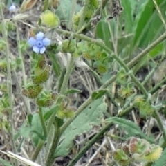 Cynoglossum australe (Australian Forget-me-not) at Farrer Ridge - 20 Jan 2015 by galah681