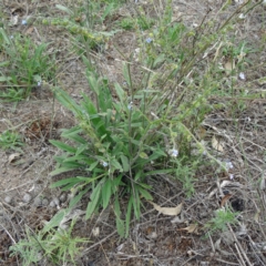 Cynoglossum australe at Farrer Ridge - 20 Jan 2015