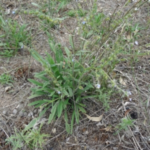 Cynoglossum australe at Farrer Ridge - 20 Jan 2015