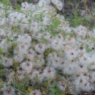 Clematis leptophylla (Small-leaf Clematis, Old Man's Beard) at Conder, ACT - 7 Dec 2014 by MichaelBedingfield