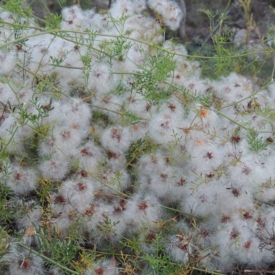 Clematis leptophylla (Small-leaf Clematis, Old Man's Beard) at Conder, ACT - 7 Dec 2014 by michaelb