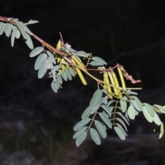 Indigofera australis subsp. australis (Australian Indigo) at Conder, ACT - 7 Dec 2014 by MichaelBedingfield