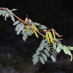 Indigofera australis subsp. australis at Conder, ACT - 7 Dec 2014 08:26 PM