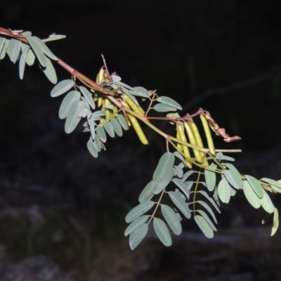 Indigofera australis subsp. australis (Australian Indigo) at Conder, ACT - 7 Dec 2014 by MichaelBedingfield