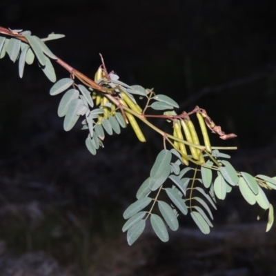 Indigofera australis subsp. australis (Australian Indigo) at Rob Roy Range - 7 Dec 2014 by michaelb