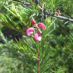 Grevillea rosmarinifolia subsp. rosmarinifolia (Rosemary Grevillea) at Campbell, ACT - 22 Jan 2015 by SilkeSma
