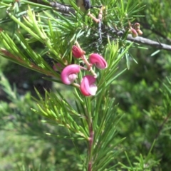 Grevillea rosmarinifolia subsp. rosmarinifolia (Rosemary Grevillea) at Campbell, ACT - 21 Jan 2015 by SilkeSma