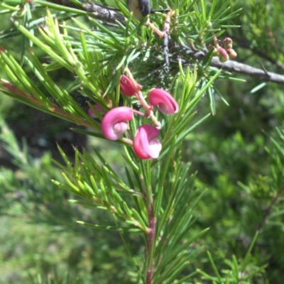 Grevillea rosmarinifolia subsp. rosmarinifolia (Rosemary Grevillea) at Campbell, ACT - 22 Jan 2015 by SilkeSma