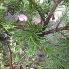 Grevillea rosmarinifolia subsp. rosmarinifolia at Campbell, ACT - 22 Jan 2015