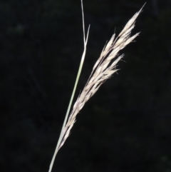 Rytidosperma pallidum (Red-anther Wallaby Grass) at Rob Roy Range - 7 Dec 2014 by michaelb