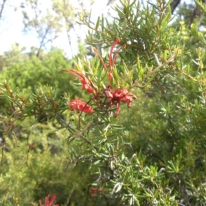 Grevillea juniperina subsp. fortis at Campbell, ACT - 22 Jan 2015