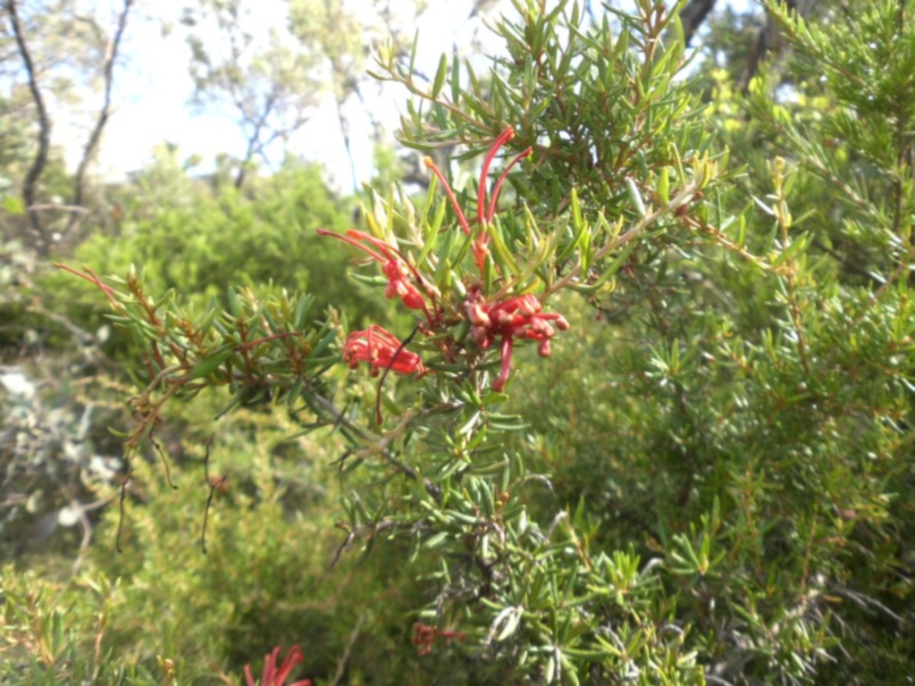 Grevillea juniperina subsp. fortis at Campbell, ACT - 22 Jan 2015