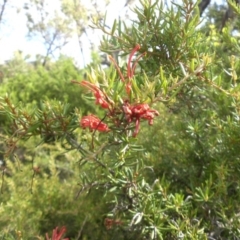 Grevillea juniperina subsp. fortis (Grevillea) at Mount Ainslie - 21 Jan 2015 by SilkeSma