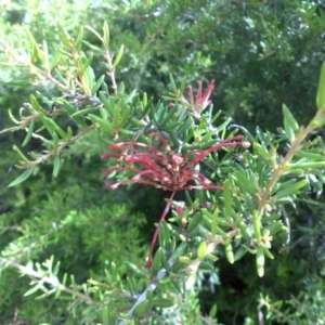 Grevillea juniperina subsp. fortis at Campbell, ACT - 22 Jan 2015 09:33 AM