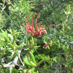 Grevillea juniperina subsp. fortis at Campbell, ACT - 22 Jan 2015