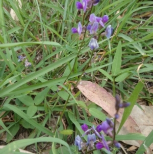 Glycine tabacina at Acton, ACT - 21 Jan 2015