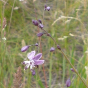 Arthropodium milleflorum at Rendezvous Creek, ACT - 25 Dec 2014 12:00 AM