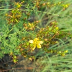 Hypericum perforatum (St John's Wort) at Bonython, ACT - 15 Jan 2015 by RyuCallaway