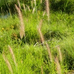 Cenchrus purpurascens (Swamp Foxtail) at Bonython, ACT - 15 Jan 2015 by RyuCallaway