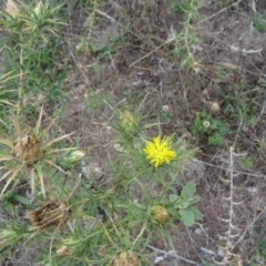 Carthamus lanatus (Saffron Thistle) at Farrer Ridge - 20 Jan 2015 by galah681