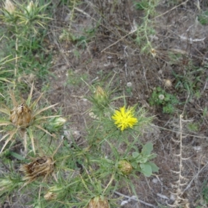 Carthamus lanatus at Farrer Ridge - 20 Jan 2015