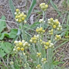 Pseudognaphalium luteoalbum (Jersey Cudweed) at Farrer Ridge - 20 Jan 2015 by galah681