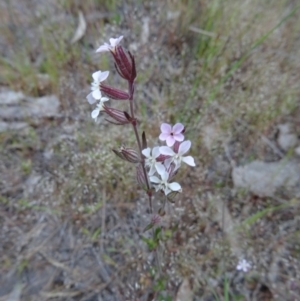 Silene gallica var. gallica at Farrer Ridge - 20 Oct 2014 04:36 PM