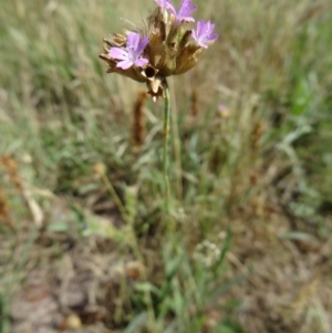 Petrorhagia nanteuilii at Wanniassa, ACT - 17 Dec 2014 09:09 AM