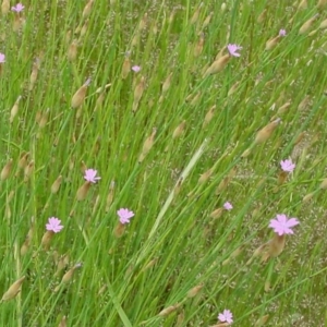 Petrorhagia nanteuilii at Wanniassa, ACT - 17 Dec 2014