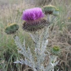 Onopordum acanthium (Scotch Thistle) at Paddys River, ACT - 8 Dec 2014 by MichaelBedingfield