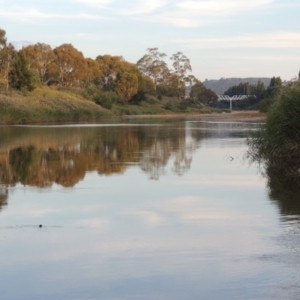 Phragmites australis at Paddys River, ACT - 25 Mar 2013