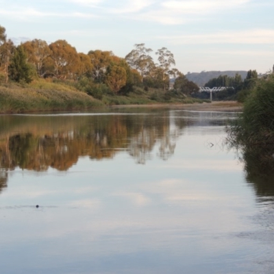 Phragmites australis (Common Reed) at Paddys River, ACT - 25 Mar 2013 by michaelb