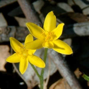 Hypoxis hygrometrica var. villosisepala at Farrer, ACT - 20 Jan 2015