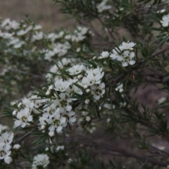 Kunzea ericoides (Burgan) at Point Hut to Tharwa - 8 Dec 2014 by michaelb