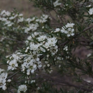 Kunzea ericoides at Paddys River, ACT - 8 Dec 2014