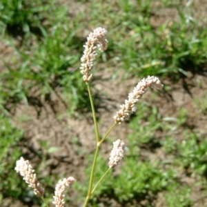 Persicaria lapathifolia at Farrer Ridge - 20 Jan 2015 12:00 AM