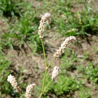 Persicaria lapathifolia (Pale Knotweed) at Farrer Ridge - 20 Jan 2015 by julielindner