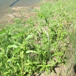 Persicaria lapathifolia at Farrer Ridge - 20 Jan 2015 12:00 AM