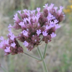 Verbena incompta (Purpletop) at Point Hut to Tharwa - 9 Dec 2014 by michaelb