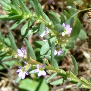 Lythrum hyssopifolia at Farrer Ridge - 31 Dec 2014 12:00 AM