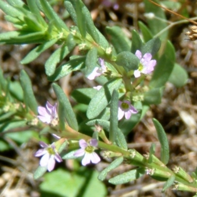 Lythrum hyssopifolia (Small Loosestrife) at Farrer Ridge - 31 Dec 2014 by julielindner