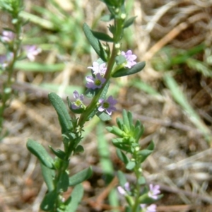 Lythrum hyssopifolia at Farrer Ridge - 31 Dec 2014