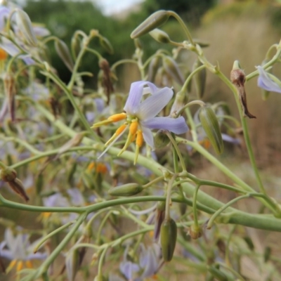 Dianella sp. aff. longifolia (Benambra) (Pale Flax Lily, Blue Flax Lily) at Bonython, ACT - 9 Dec 2014 by michaelb