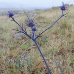 Eryngium ovinum (Blue Devil) at Bonython, ACT - 10 Dec 2014 by michaelb